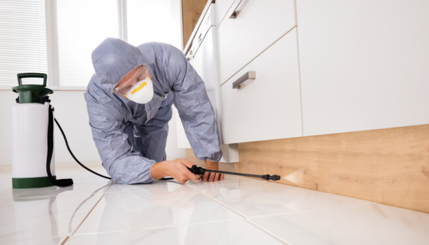 Quelle société de désinsectisation à Nîmes pour éliminer les cafards ?